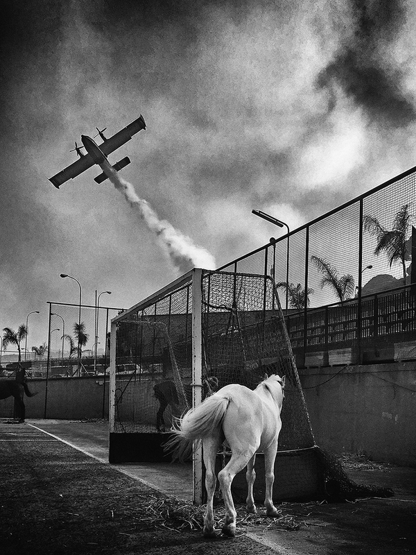 Horse & Canadair