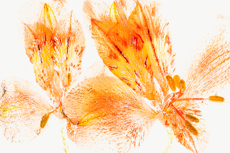 Flowers in crystal clear ice