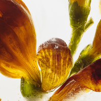 Flowers in crystal clear ice