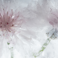 Flowers in crystal clear ice