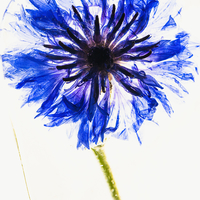 Flowers in crystal clear ice
