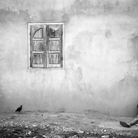 Boy and bird