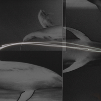 echo, frame, flux