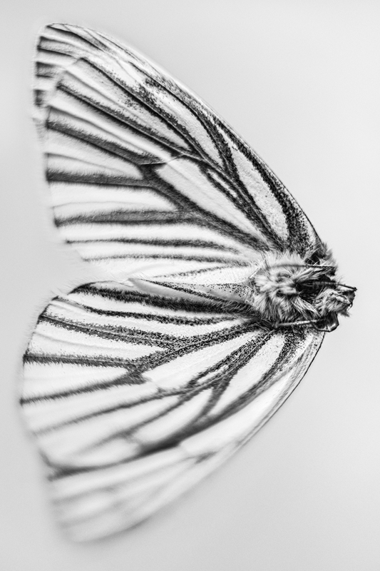 The Beauty of Nature’s Transience