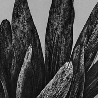 The Beauty of Nature’s Transience