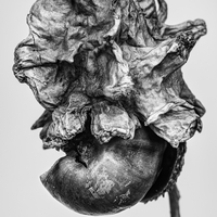 The Beauty of Nature’s Transience