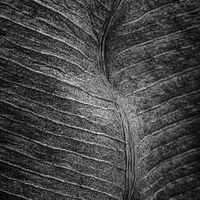 The Beauty of Nature’s Transience