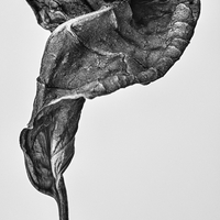 The Beauty of Nature’s Transience