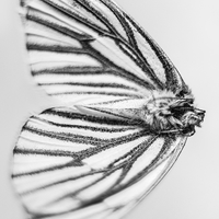 The Beauty of Nature’s Transience