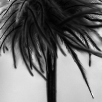 The Beauty of Nature’s Transience