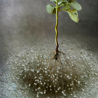The World Beneath Our Feet. 