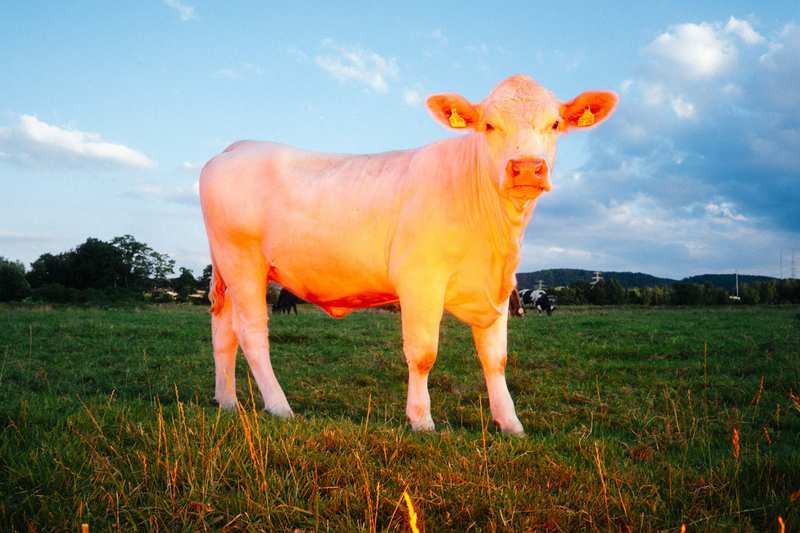 red glowing cow