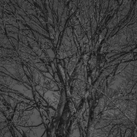 Skeleton of nature
