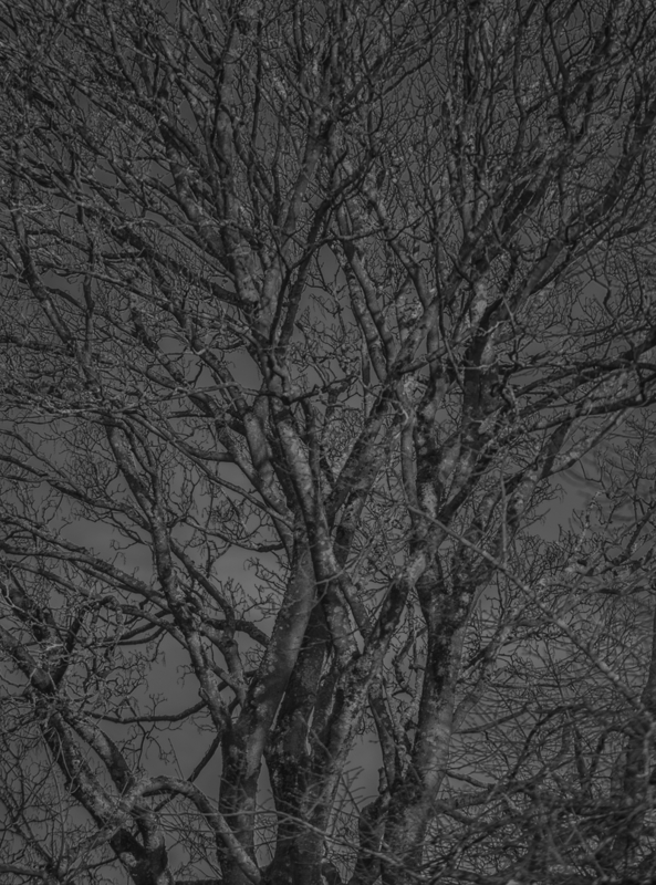 Skeleton of nature
