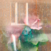 Flora Perpétua