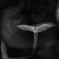 Efflorescence, volute et arabesque
