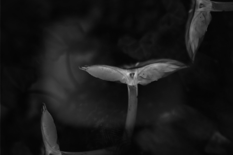 Efflorescence, volute et arabesque