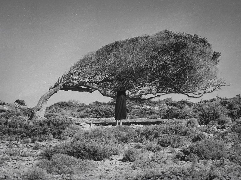 Selfportrait of a tree