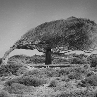Selfportrait of a tree