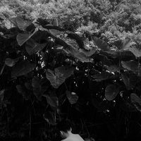 Black dream