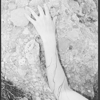 Rooted Pulse