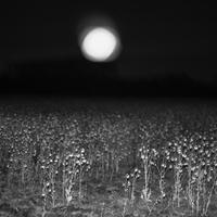 The Promised Night