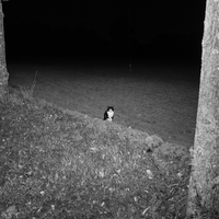 The Promised Night