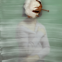 Wilting