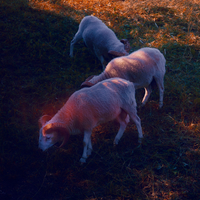 Reigning toward Aries