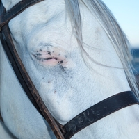 It’s in Their Eyes