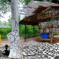 Sri Lanka 1983 and 2018, dialogue with the past
