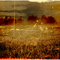 Meadow