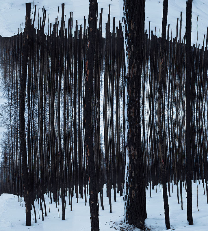 The Web of the Burnt Forest