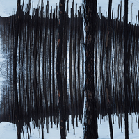 The Web of the Burnt Forest