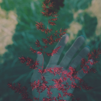Silk Wallpaper