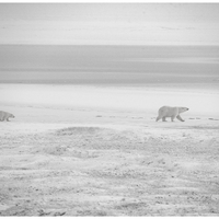 Arctic Visions