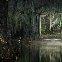 Through the Mirror