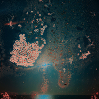 Salting the earth