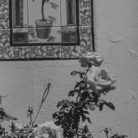 Et il restera l’odeur de l’oranger / And nothing will remain but the fragrance of the orange tree