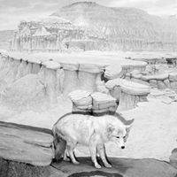 A Natural History (Built to be Seen)