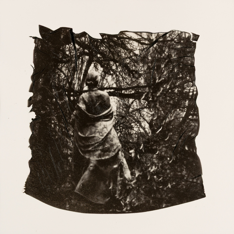 Into the woods
