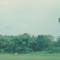 Selva Verde (Green Forest)