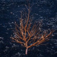 Kyoto Protocol