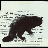 ​Absolute: Tehran Cats