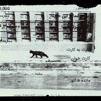 ​Absolute: Tehran Cats