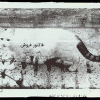 ​Absolute: Tehran Cats