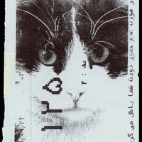 ​Absolute: Tehran Cats