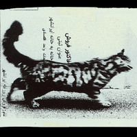 ​Absolute: Tehran Cats