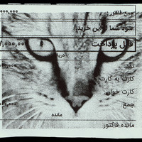 ​Absolute: Tehran Cats