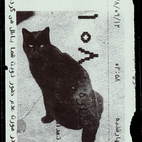 ​Absolute: Tehran Cats